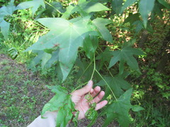 Phyllocnistis liquidambarisella