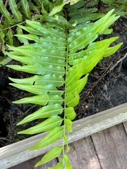 Rumohra adiantiformis