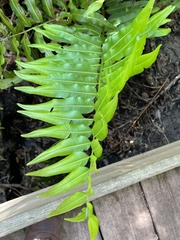 Rumohra adiantiformis