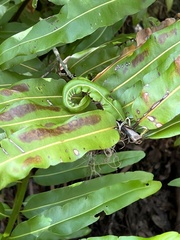 Rumohra adiantiformis