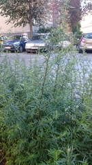 Artemisia vulgaris