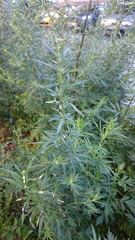 Artemisia vulgaris