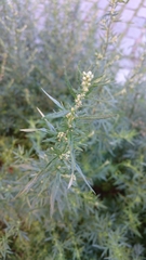 Artemisia vulgaris