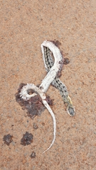 Amphiesma stolatum