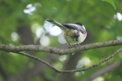 Poecile atricapillus