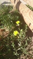 Asteraceae