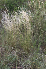 Stipa lessingiana
