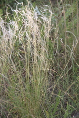 Stipa lessingiana