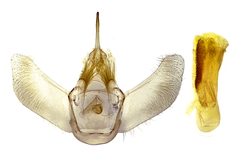 Eulithis diversilineata
