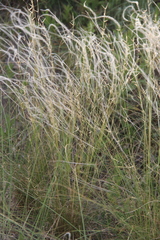 Stipa lessingiana