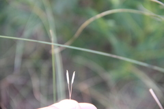 Stipa lessingiana
