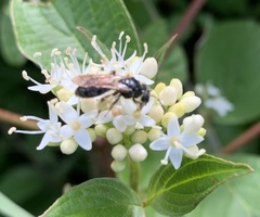 Andrena integra