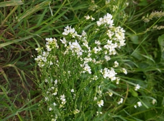 Armoracia rusticana