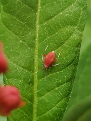 Coccobaphes frontifer