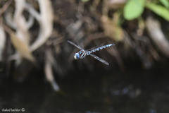 Caliaeschna microstigma