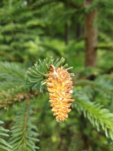 Chrysomyxa woroninii image