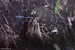 Caliaeschna microstigma