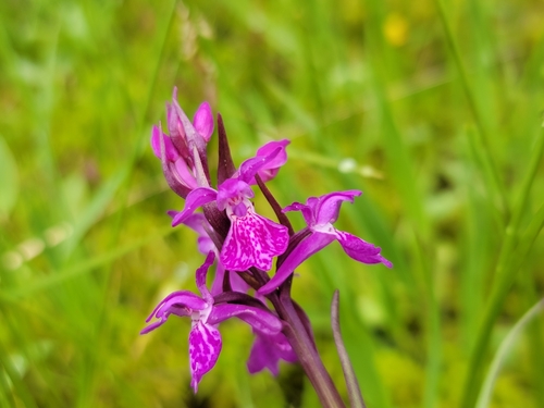 Image of Dactylorhiza traunsteineri by (c) Elias, some rights reserved (CC BY)