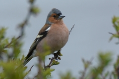 Fringilla coelebs