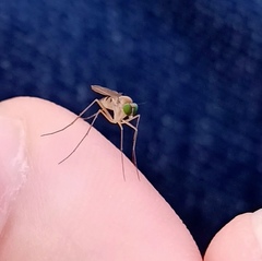 Neurigona quadrifasciata