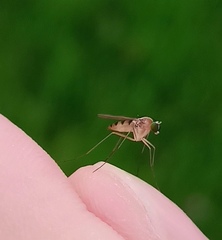 Neurigona quadrifasciata