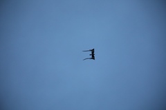 Caprimulgus vexillarius