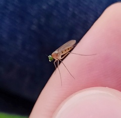 Neurigona quadrifasciata