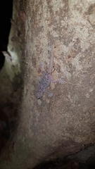 Hemidactylus brookii