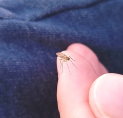 Neurigona quadrifasciata