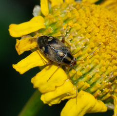 Cyphodema instabilis