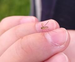 Neurigona quadrifasciata