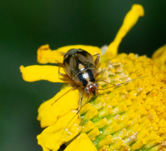 Cyphodema instabilis
