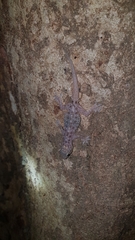 Hemidactylus brookii