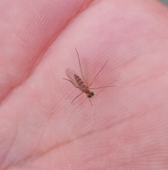 Neurigona quadrifasciata