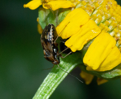 Cyphodema instabilis