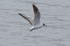 Chroicocephalus ridibundus