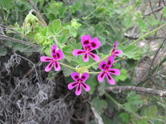 Pelargonium echinatum
