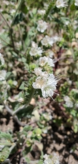 Phacelia grisea