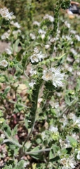 Phacelia grisea