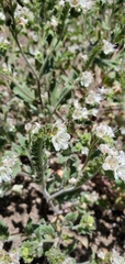Phacelia grisea