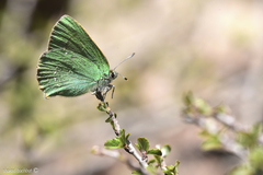Callophrys herculeana