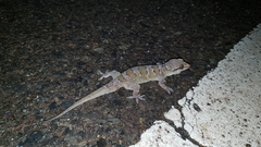 Hemidactylus kangerensis