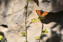 Melitaea acentria