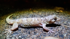 Hemidactylus maculatus