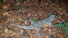 Hemidactylus maculatus