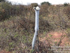 Stephanocereus leucostele