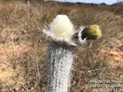 Stephanocereus leucostele