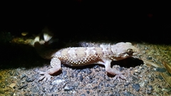 Hemidactylus maculatus