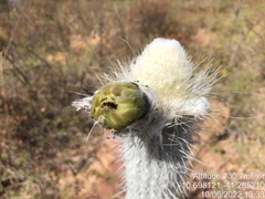 Stephanocereus leucostele