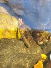 Salmo trutta